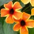 'Sunny Susy Amber Stripes' Thunbergia alata