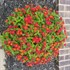 Bandana® 'Landscape Red'  Lantana 
