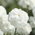 'Marshmallow' Achillea Yarrow