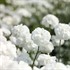'Marshmallow' Achillea Yarrow