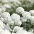 'Marshmallow' Achillea Yarrow