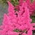 Astilbe Younique™ ‘Raspberry’