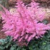 Astilbe 'Razzle Dazzle'