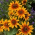 Rudbeckia MiniBeckia Flame