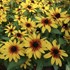 Rudbeckia MiniBeckia Flame