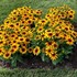 Rudbeckia MiniBeckia Flame