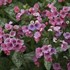 Pulmonaria 'Pretty in Pink' PP31284