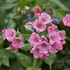 Pulmonaria 'Pretty in Pink' PP31284