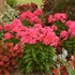 Phlox p. 'Sunset Coral' PPAF CPBRAF