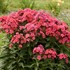 Phlox p. 'Sunset Coral' PPAF CPBRAF