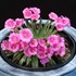 Lewisia ‘Constant Comment’