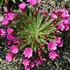 Lewisia ‘Constant Comment’