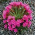 Lewisia ‘Constant Comment’