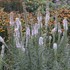 Liatris s. 'Floristan White'