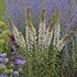 Liatris s. 'Floristan White'