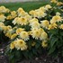 Echinacea 'Butter Pecan' ppaf