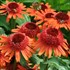 Echinacea – Carrot Cake Coneflower