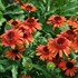 Echinacea – Carrot Cake Coneflower