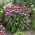 Echinacea 'The Fuchsia is Bright' 