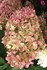 Hydrangea 'Limelight'
