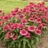Echinacea 'Raspberry Beret'DOUBLE CODED™ Collection