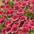 Echinacea 'Raspberry Beret'DOUBLE CODED™ Collection