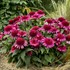 Echinacea 'Raspberry Beret'DOUBLE CODED™ Collection