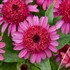 Echinacea 'Raspberry Beret'DOUBLE CODED™ Collection