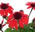 PANAMA™ RED Echinacea Coneflower