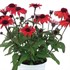 PANAMA™ RED Echinacea Coneflower