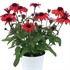 PANAMA™ RED Echinacea Coneflower