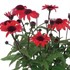 PANAMA™ RED Echinacea Coneflower