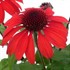 PANAMA™ RED Echinacea Coneflower