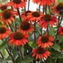 Echinacea SunSeekers® Orange