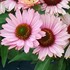 Echinacea SunSeekers Salmon Coneflower