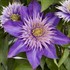Multi-Blue Clematis 'Multi-blue'