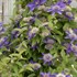 Multi-Blue Clematis 'Multi-blue'