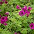 Geraniuum 'Ann Folkard'