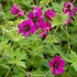 Geraniuum 'Ann Folkard'