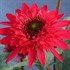Echinacea SUNNY DAYS ‘Ruby’