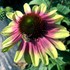 Echinacea ‘Sweet Sandia’
