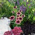 Echinacea ‘Sweet Sandia’