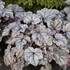 Heuchera 'Frosted Berry'  DOLCE series