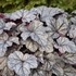 Heuchera 'Frosted Berry'  DOLCE series