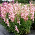 Penstemon ‘Flock of Flamingos’
