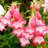 Penstemon ‘Flock of Flamingos’
