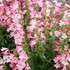 Penstemon ‘Flock of Flamingos’