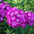 Phlox 'Modern Art'