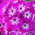Phlox 'Modern Art'