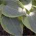 Hosta 'Alvatine Taylor'